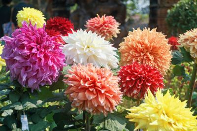 Liven Up Your Landscaping or Garden With The Beautiful Flowers!